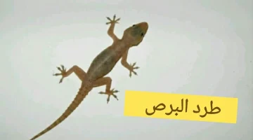 ما كنتش تعرف!!.. ليه لازم تبطل تقتل البرص في البيت؟ السبب هيصدمك وهتغير رأيك تمامًا!!