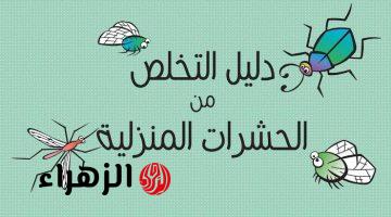 ملهاش رجعة تاني.. وصفة التخلص من الحشرات بمكونات منزلية أفضل من الجاهزة