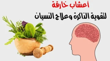 معجزة حيرت باحثي الطب الحديث.. هذه العشبة الطبيعية تقوي الذاكرة وتجعلها كالحديداشتهرت عشبة الجنسنج باستخداماتها لتحسين التفكير وزيادة القدرة على التركيز، وتعزيز الذاكرة وباعتبارها منشط ذو مفعول قوي، ومساهم في إزالة الإجهاد، والتعب المزمن، وينصح بها الرياضيون لزيادة قدرتهم على التحمل والأداء البدني.وليس هذا فحسب إذ ما أظهرته التجارب والدراسات حول فوائد الجنسنج واستعمالاته كان كما يلي، وذلك بحسب ما نشره (Therapeutic Research Center) حول فوائد الجنسنج المثبتة وبعد عدة مراجعات: – علاج الزهايمر: اثبتت دراسة أن تناول جذور الجنسنج يوميًا ولمدة 12 أسبوعا يحسن الذاكرة والأداء العقلي لمرضى الزهايمر.  ;تعزيز الوظائف العقلية: وجد أن تناول الجنسنج ساهم في تعزيز العمليات الذهنية من حساب وتفكير وردود الفعل أيضًا، إذ بينت الأدلة وبعض الدراسات أن خليط من أوراق الجنكة والجنسنج لهما تأثير على تعزيز الذاكرة عند الأشخاص الذين تتراوح أعمارهم ما بين 38-66 عام. – علاج أمراض الرئة.يساهم تناول الجنسنج في تعزيز وظائف الرئة وتحسينها ويقلل من أعراض بعض أمراض الرئة وخاصة مرض الانسداد الرئوي المزمن (COPD)، والربو، كما يقلل من خطر الإصابة بالإنفلونزا، إذ وجد أن أخذ الجنسنج إلى جانب المضادات الحيوية يساهم في زيادة فعاليتها في قتل الميكروبات ومسببات المرض. – علاج لضغط الدم المرتفع: بينت بعض الدراسات وجود أدلة على أن تناول الجنسنج قد ساهم في خفض مستويات ضغط الدم للأشخاص المصابين به بنسب طفيفة. – علاج للالتهابات: أظهرت بعض الدراسات أن نبتة الجنسنج تحتوي على مركبات الجينوسايد، التي تتميز بخصائصها المضادة للالتهابات، والتي تزيد من قدرة وفعالية مضادات الأكسدة التي نحصل عليها من الأطعمة في علاج والوقاية من التهاب المفاصل.وأكدت دراسة أخرى أجريت على 18 شابًا يتناولون 2 جرام من الجنسنج الأحمر ثلاث مرات يوميًا لمدة أسبوع، أن بعد النظر في نتائج اختبار مستويات العلامات الالتهابية بعد إجراء التمرينات الإحمائية، أن هذه المستويات كانت أقل مما كانت عليه في المجموعة الثانية التي لم تتناول الجنسنج.وتوصلت أيضًا إلى أن الجنسنج الأحمر يتميز بقدرته على التخفيف من حدة الالتهابات التي يعاني منها المصابون بالأمراض الجلدية، مثل الاكزيما.  تحسين وظائف الدماغ: أعلنت إحدى الدراسات أن المكونات الموجودة بالجنسنج ، مثل مركبات الجينوسايد، قادرة على حماية الدماغ من التلف الناتج عن الجذور الحرة.