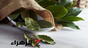 “معجزة ربانية”… مشروب الطاقة من ورق الغار والقرفة لحرق دهون البطن في أقل من أسبوع “هتخسي من غير ما تحسي”