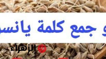 “سؤال أبكى ملايين الطلاب حتى النحيب “.. هل تعرف ما هو جمع كلمة ينسون في اللغه العربية التي حيرت آلاف الطلاب والمعلمين؟! … خبير لغوي يوضح الإجابة الصحيحة!!!