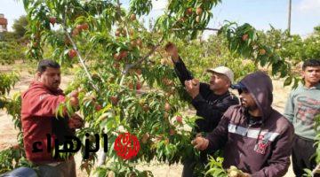 «فاكهة الغلابة».. فاكهة صيفية تزرع في مصر تجدد خلايا الكبد وتعالج أمراض القلب وتحمي العين من العمى وتساعد في انقاص الوزن!!