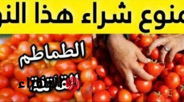 «انتبه هذا النوع من الطماطم فيه سم!!».. حذرت وزارة الزراعة من تناول هذا النوع من الطماطم ياترى ايه السبب!!