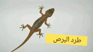 ” السبب صادم بكل المقاييس “.. هل تتوقع لماذا يجب عليك عدم قتل البرص في البيت نهائياً مهما حصل ؟!.. مستحيل تخطر على بالك !!