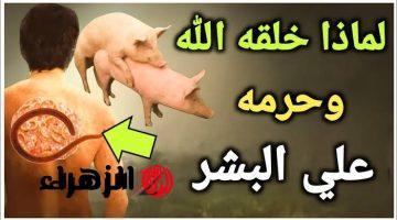 معلومة هزت العالم وحيرت الكثيرين .. هل تعلم لماذا حرم النبي أكل لحم الخنزير ؟؟ الإجابة هتغير فكرتك تمامًا وتفتح لك أبواب جديدة لفهم الأسباب