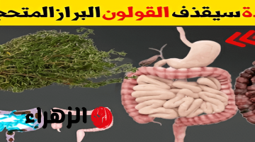 “من أسرار الطب التقليدي القديم!!”.. عشبة طبيعية مذهلة لتنظيف القولون والتخلص من الفضلات المتراكمة!!.. فعالة وهتلاقيها في بيتك!!