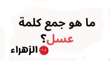 “سؤال أربك الطلاب والمعلمين!!”.. ما هو جمع كلمة “عسل” في اللغة العربية؟.. الإجابة صادمة ولم تخطر على بالك أبدًا!!