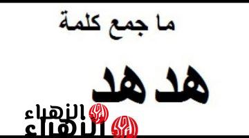 “للعباقره فقط” .. هل تعلم ماهو جمع كلمة “هدهد ” في اللغة العربية التي سقط بسببها آلاف الطلاب .. إجابة عجز عن حلها دكاترة الجامعة !!!