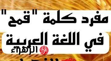 “5% بس اللي عرفوا يحلوها” .. ماهو مفرد كلمة “قمح” في قاموس اللغة العربية .. خبراء اللغة يجيبون !!!