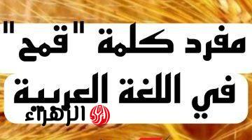 “5% بس اللي عرفوا يحلوها” .. ماهو مفرد كلمة “قمح” في قاموس اللغة العربية .. خبراء اللغة يجيبون !!!