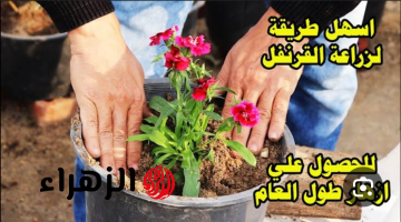 زيني بيتك بعطر القرنفل واستمتعي بهدايا طبيعية لأحبابك!!.. خطوات سهلة وبسيطة لزراعة القرنفل ..ازرعيه في المنزل ووفري المال بسهولة!!