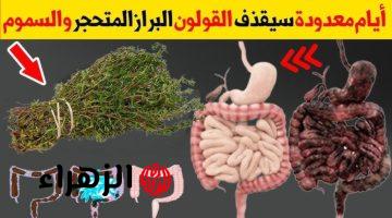 “ولا الجن الأزرق يعرفها”!!.. عشبة جبارة ربانية متواجدة في كل منزل تجعلك تتخلص كافة مشاكل القولون وتخلصك من البراز المتحجر على الفور!!