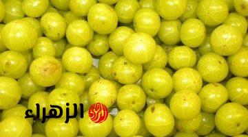 العطارين هيموتو ويعرفوا السر .. نبات رباني بداخله كنز يحارب السرطان ويقوي العظام ويحسن وظائف الكبد والكلية ويضبط السكر وحل مثالي لآلام الجهاز الهضمي .. احرصوا عليه