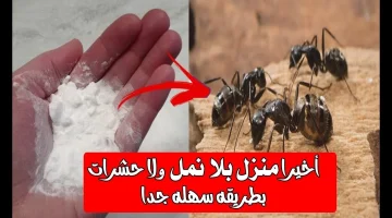 “لو الحشرات غزت بيتك متقلقش الحل عندي” !! .. طريقة سحرية هتخلصك من النمل والصراصير نهائيًا في دقائق.. جربيها وهتشوفي النتيجة بنفسك!!