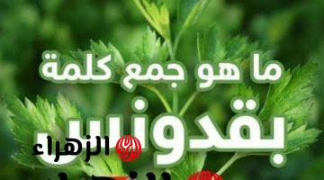 “لغز مش هيحله غير العباقرة فقط” .. هل تعلم ما هو جمع كلمة “بقدونس” في اللغة العربية التي عجز عن حلها طلاب الثانوية العامة ؟! .. الإجابة الكل بيدور عليها !!!