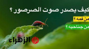 “معلومة خطيرة 5% بس اللي عرفينها”..لماذا يصدر صرصور الليل صوتا صارخا ليلا ؟ الأجابة اغرب من الخيال!!