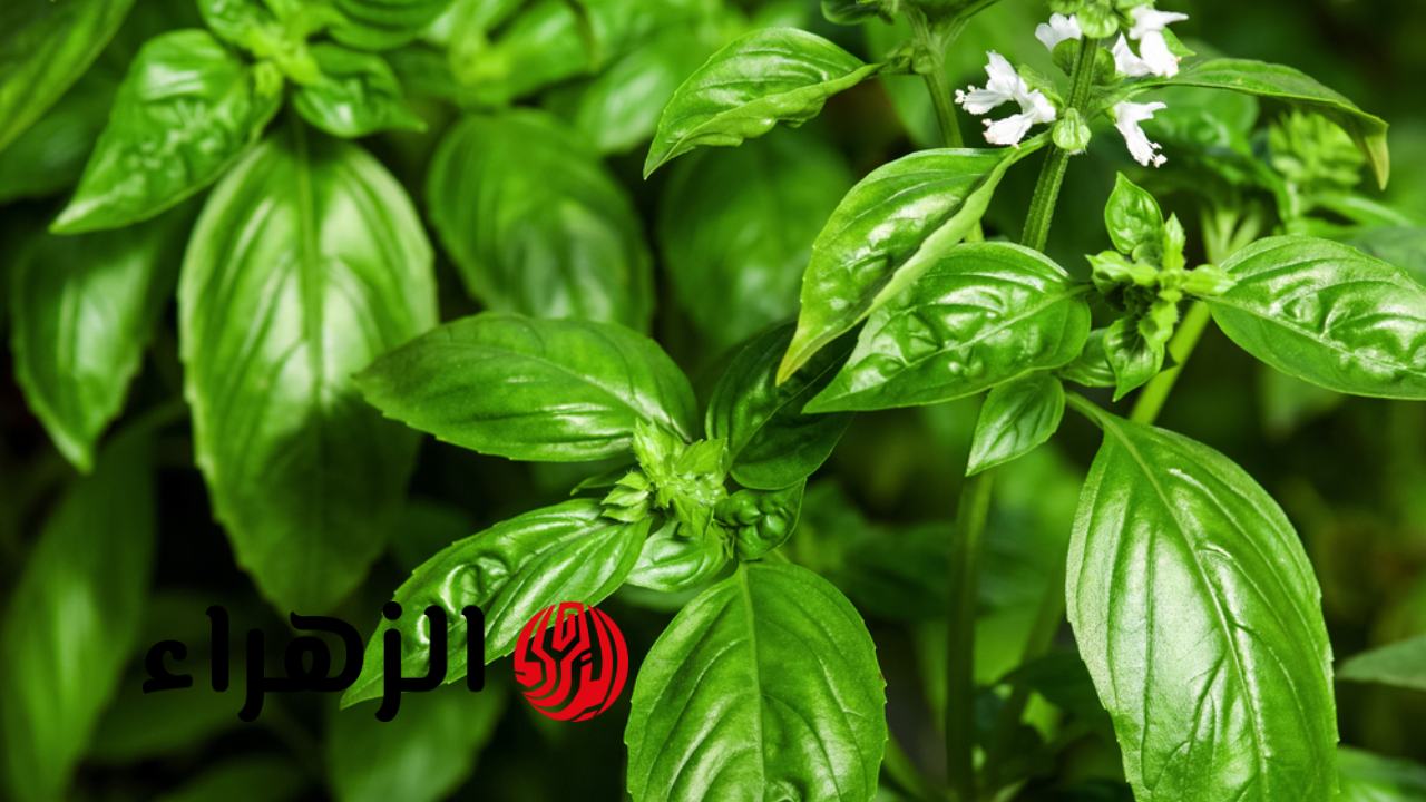 health benefits of basil 1280x720 1