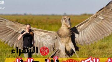 بحجم الإنسان .. شاهد الآن أغرب طائر في العالم يتغذى على التماسيح والثعابين ويعيش في هذه الدولة ما هو؟ هتتصدم من شكله