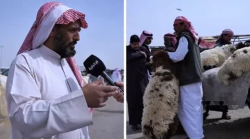 بالفيديو.. مواطنون يكشفون عن ارتفاع أسعار المواشي مع دخول موسم رمضان.. و”بائع” يوضح السبب