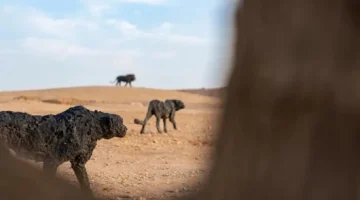 من بينها أسود وفهود  .. بالصور :  اكتمال توزيع منحوتات للفنان الإيطالي “دافيدي ريفالتا ” بحي السفارات بالرياض