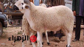 قبل زحمة العيد.. أسعار الأضاحي 2026 تفاجئ المواطنين | وهذا أفضل وقت للشراء