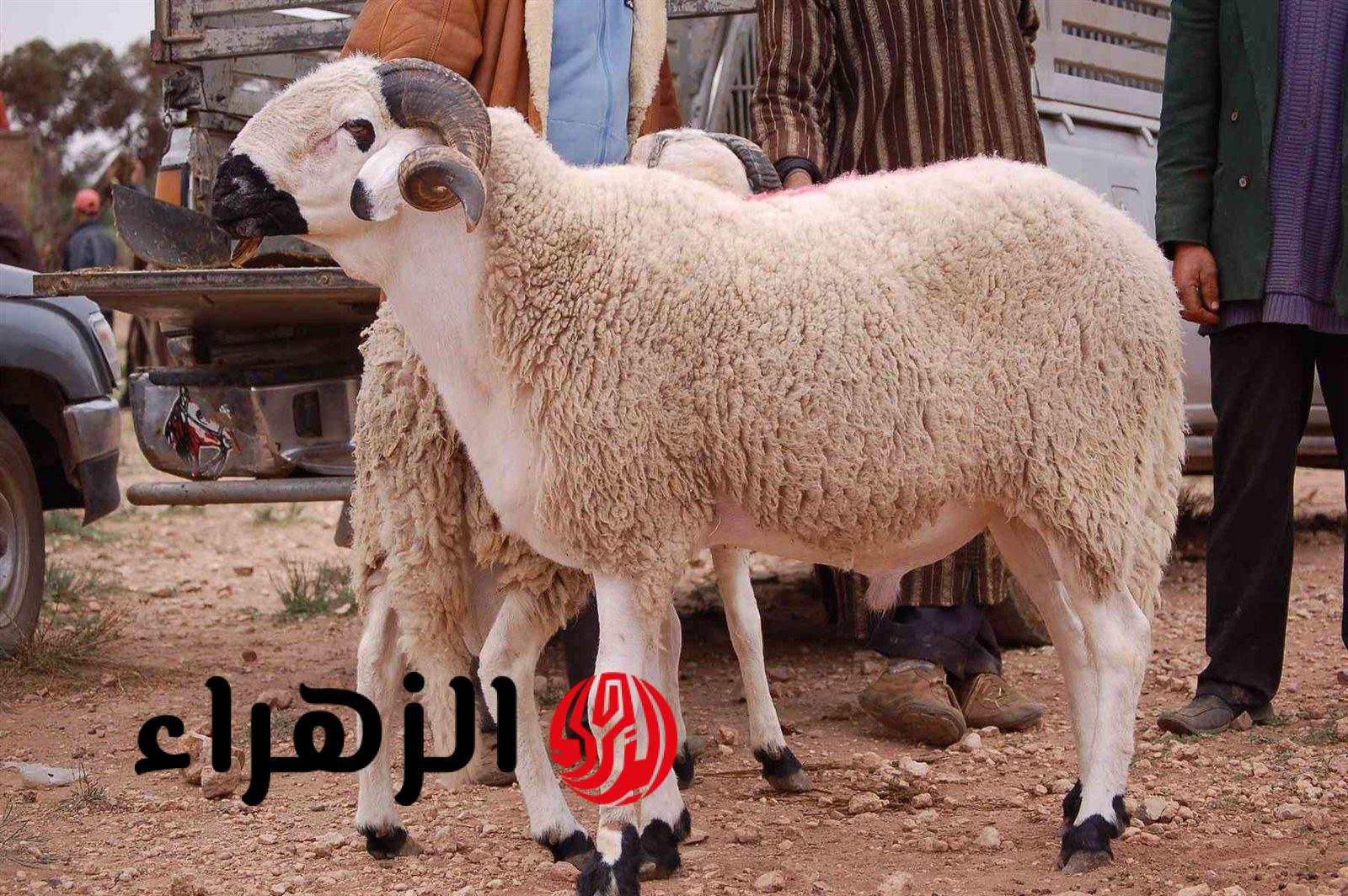 قبل زحمة العيد.. أسعار الأضاحي 2026 تفاجئ المواطنين | وهذا أفضل وقت للشراء