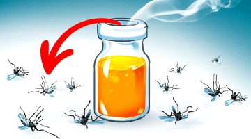 7 طرق طبيعية لإبعاد الناموس والهاموش عن البيت.. هتحتاجيها في الصيف