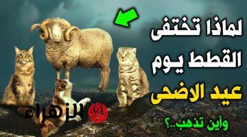 هل لاحظت ذلك من قبل.. ما هو سر اختفاء القطط في عيد الأضحى المبارك؟