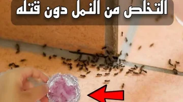 «اختفوا في دقائق!» أقوى طريقة للقضاء على النمل والصراصير نهائيًا من أول استخدام – حلول مضمونة 100%