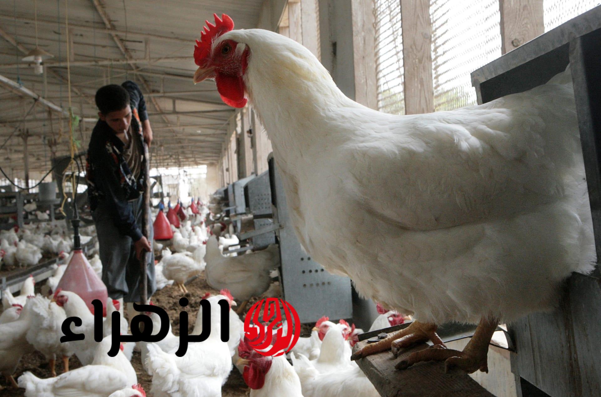 مفاجأة في أسعار الفراخ البيضاء اليوم الجمعة.. وتراجع الطلب يضغط على الأسواق