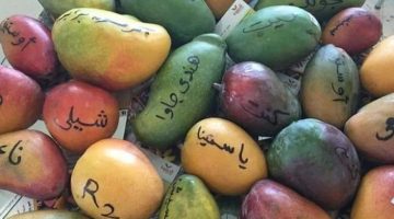 «أكل ولا عصير ولا تخزين».. الفرق بين أنواع المانجو واستخداماتها