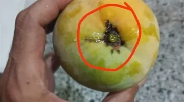 مرشوشة بنسبة 100%.. علامة احذر منها عند شراء المانجو حال تواجدها
