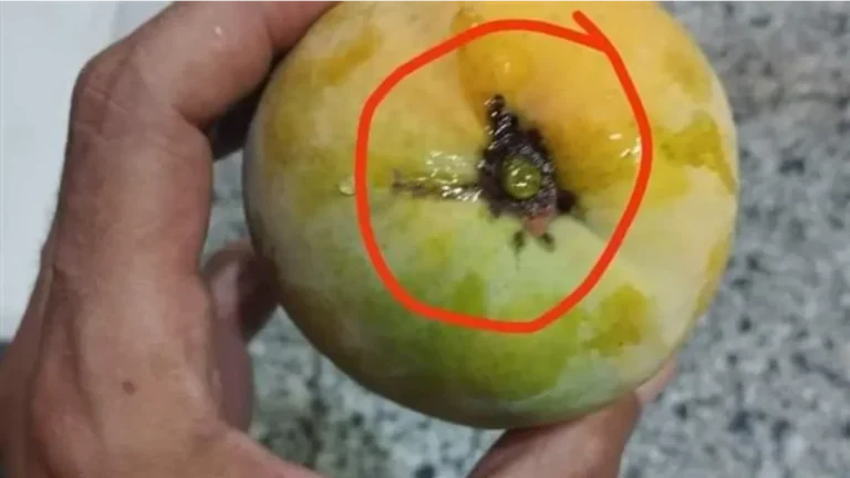 مرشوشة بنسبة 100%.. علامة احذر منها عند شراء المانجو حال تواجدها