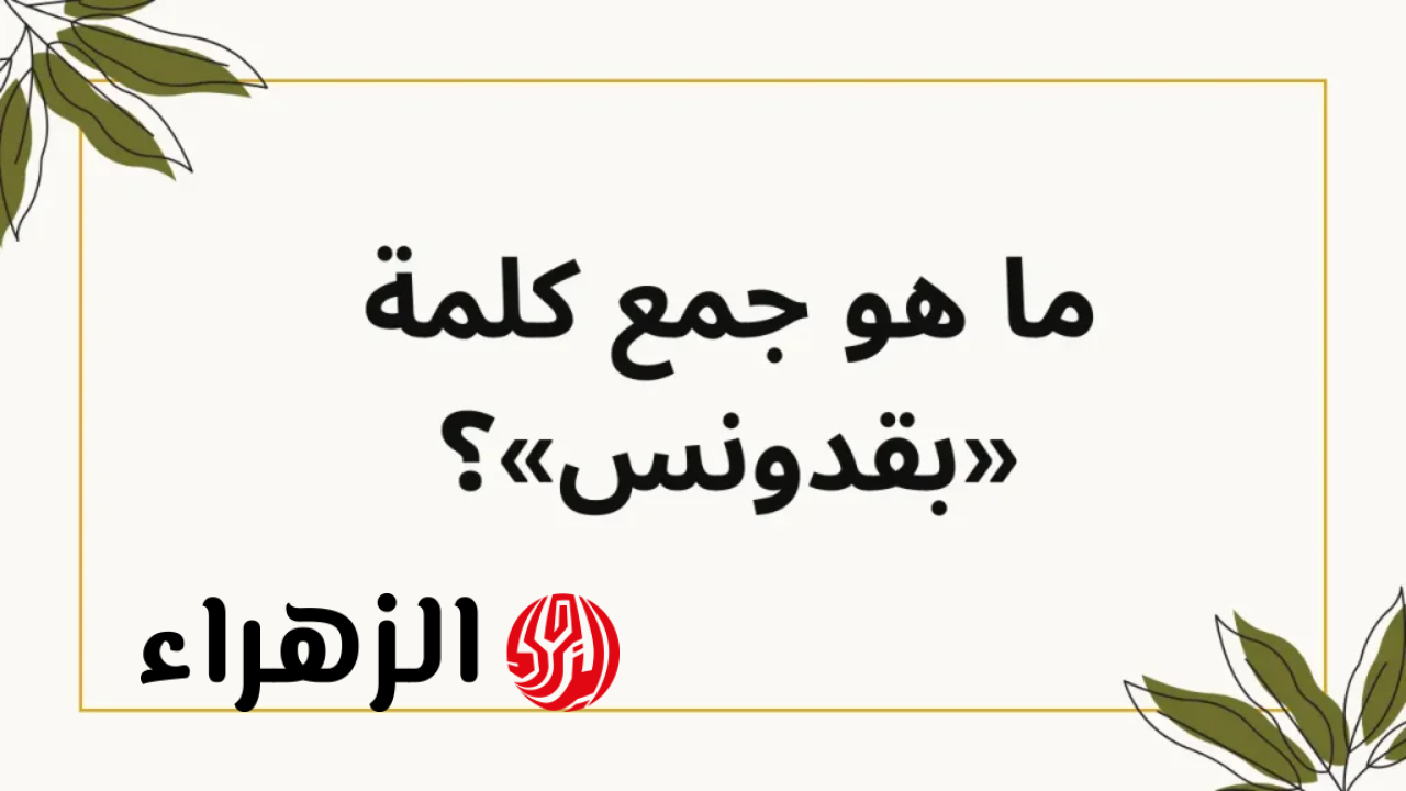 “مش زي ما كنت فاكر!”.. ما هو جمع كلمة بقدونس في معجم اللغة العربية؟ الحقيقة الكاملة هتفاجئك