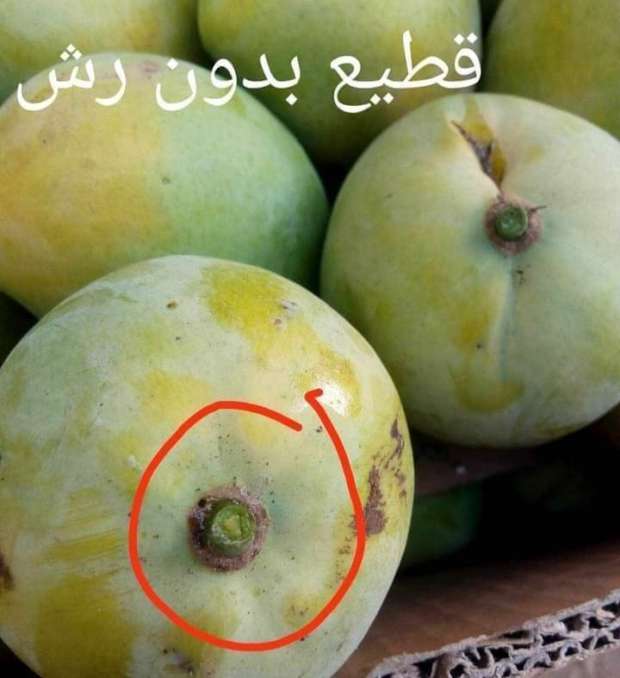 مرشوشة بنسبة 100%.. علامة احذر منها عند شراء المانجو حال تواجدها 6 قطيع