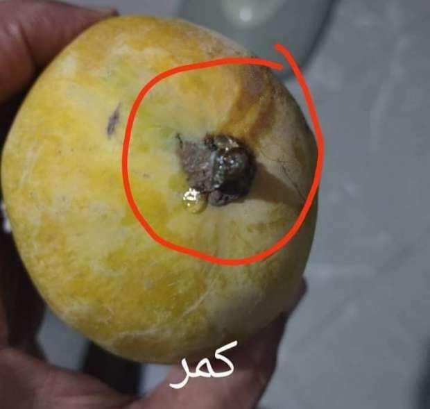 مرشوشة بنسبة 100%.. علامة احذر منها عند شراء المانجو حال تواجدها 8 كمر 2