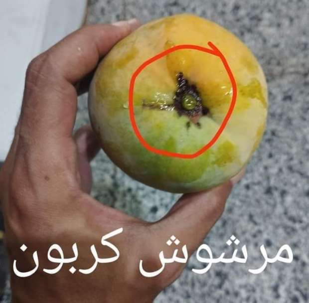 مرشوشة بنسبة 100%.. علامة احذر منها عند شراء المانجو حال تواجدها 7 مرشوش بكربون 1