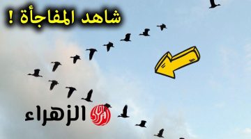 مش هتصدق.. هل تساءلت يومًا لماذا تحلق الطيور المهاجرة على شكل V؟