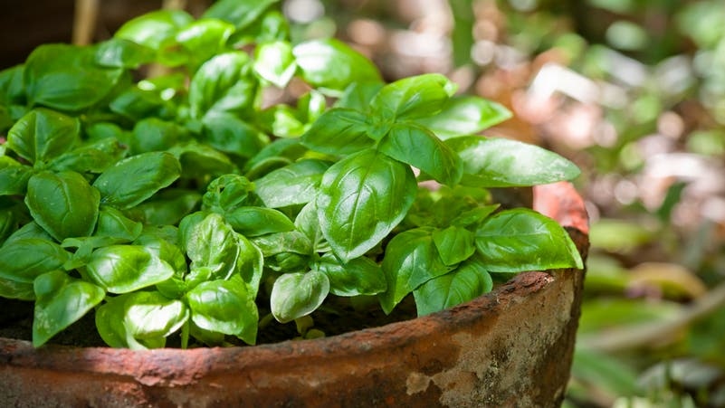 Green Plants: Lower Blood Pressure & Cancer Protection
