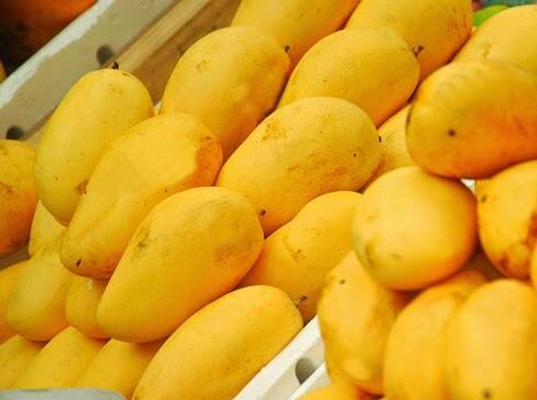دراسة صينية تكشف أفضل درجة حرارة للحفاظ على نضارة المانجو