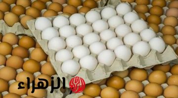 بعد قرار الحكومة.. مفاجأة للمواطنين بشأن أسعار البيض وهذا ثمن الكرتونة الآن