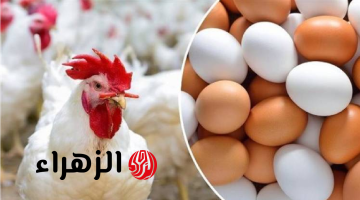 هبوط قوي في أسعار الدواجن بالأسواق.. وهذا ثمن الكيلو الآن