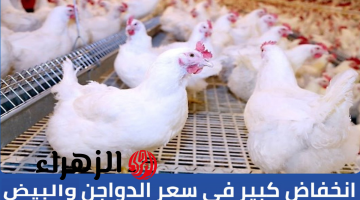 “صدمة في بورصة الفراخ الآن!”.. سعر الدواجن اليوم في مصر الخميس 16 أبريل 2026.. الأبيض والبلدي بكام للمستهلك؟