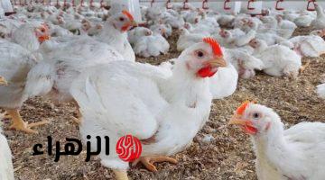 أسعار الفراخ اليوم في مصر.. مفاجأة في سعر الكيلو وسعر البانيه يفاجئ الجميع في بورصة الدواجن