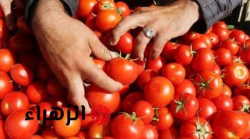 الكيلو هيبقي ب5جنية.. نقيب الفلاحين يكشف عن حقيقة وموعد تراجع أسعار الطماطم