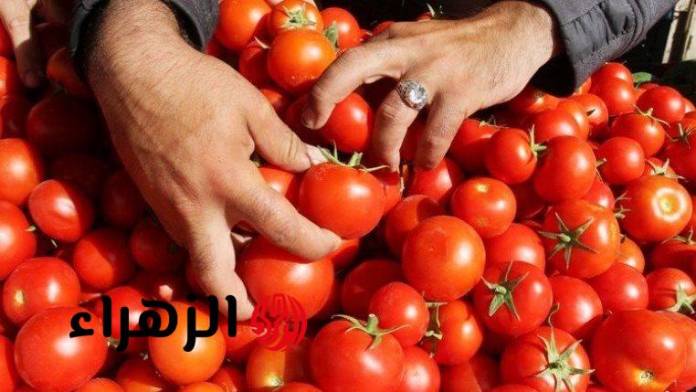 الكيلو هيبقي ب5جنية.. نقيب الفلاحين يكشف عن حقيقة وموعد تراجع أسعار الطماطم