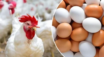 أسعار الدواجن والبانيه تفاجئ الجميع اليوم الخميس.. كم وصل سعر الكيلو؟