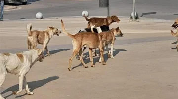 بعد زيادة أعدادها بالمدن.. هل تلجأ الحكومة إلى تصدير الكلاب للخارج؟