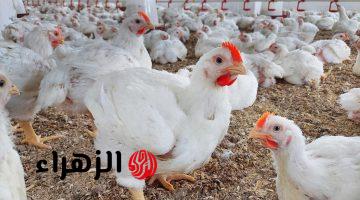 بعد قرار الحكومة.. مفاجأة للمواطنين بشأن أسعار الدواجن وهذا ثمن الكيلو الآن الدجاج