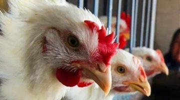 بشرى للمواطنين.. شعبة الدواجن تتوقع انخفاض أسعار الفراخ البيضاء لـ 80 جنيهًا